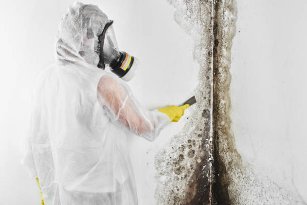 Best Black Mold Removal  in New Market, VA