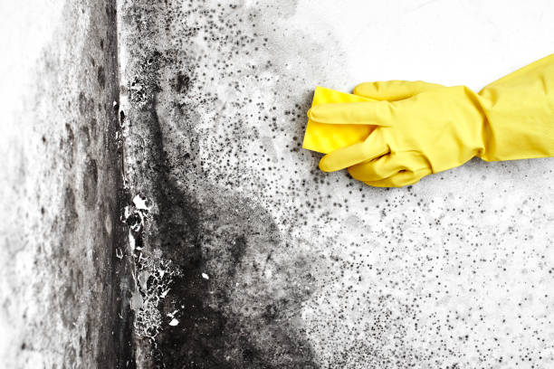 Best Mold Cleaning Services  in New Market, VA