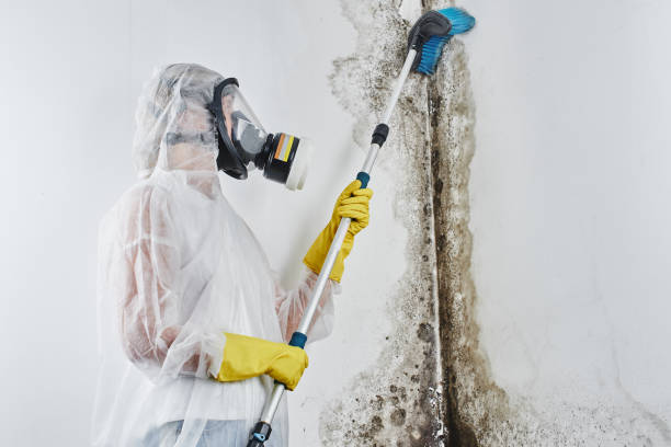 Best Mold Remediation  in New Market, VA