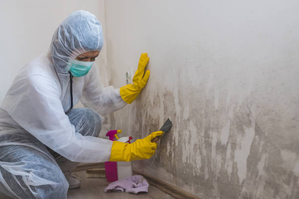 Professional Mold Removal in New Market, VA