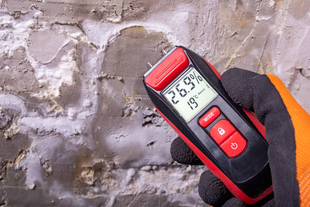 Best Mold Removal Near Me  in New Market, VA