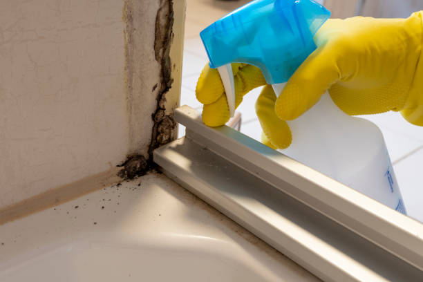 Best Office Mold Removal Services  in New Market, VA