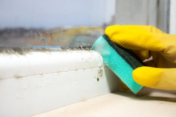 Best Emergency Mold Removal  in New Market, VA