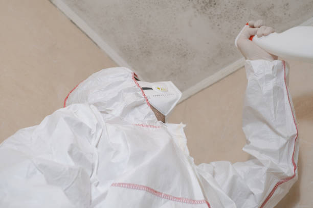 Best Best Mold Removal Companies  in New Market, VA