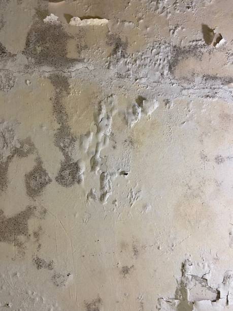 Best Affordable Mold Removal  in New Market, VA