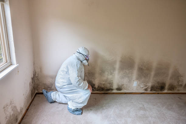 Best Crawl Space Mold Removal  in New Market, VA