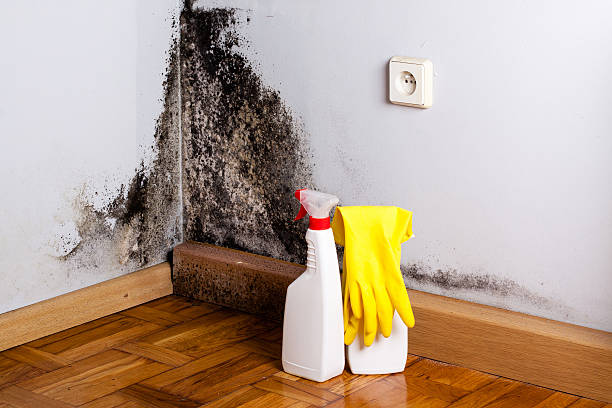 Best Mold Damage Repair  in New Market, VA