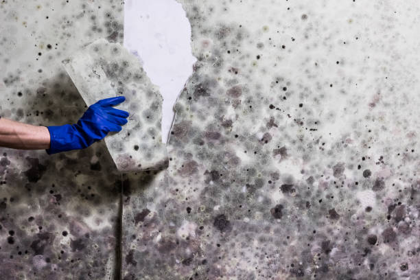 Best Toxic Mold Removal  in New Market, VA