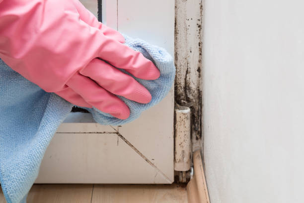 Best Mold Removal Near Me  in New Market, VA