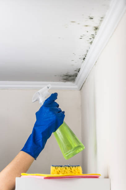 Best Home Mold Removal  in New Market, VA